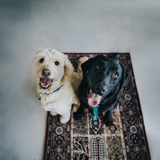 Celebrate Your Pet’s Health This April with San-O-Vet: The Ultimate Care for Your Furry Friends