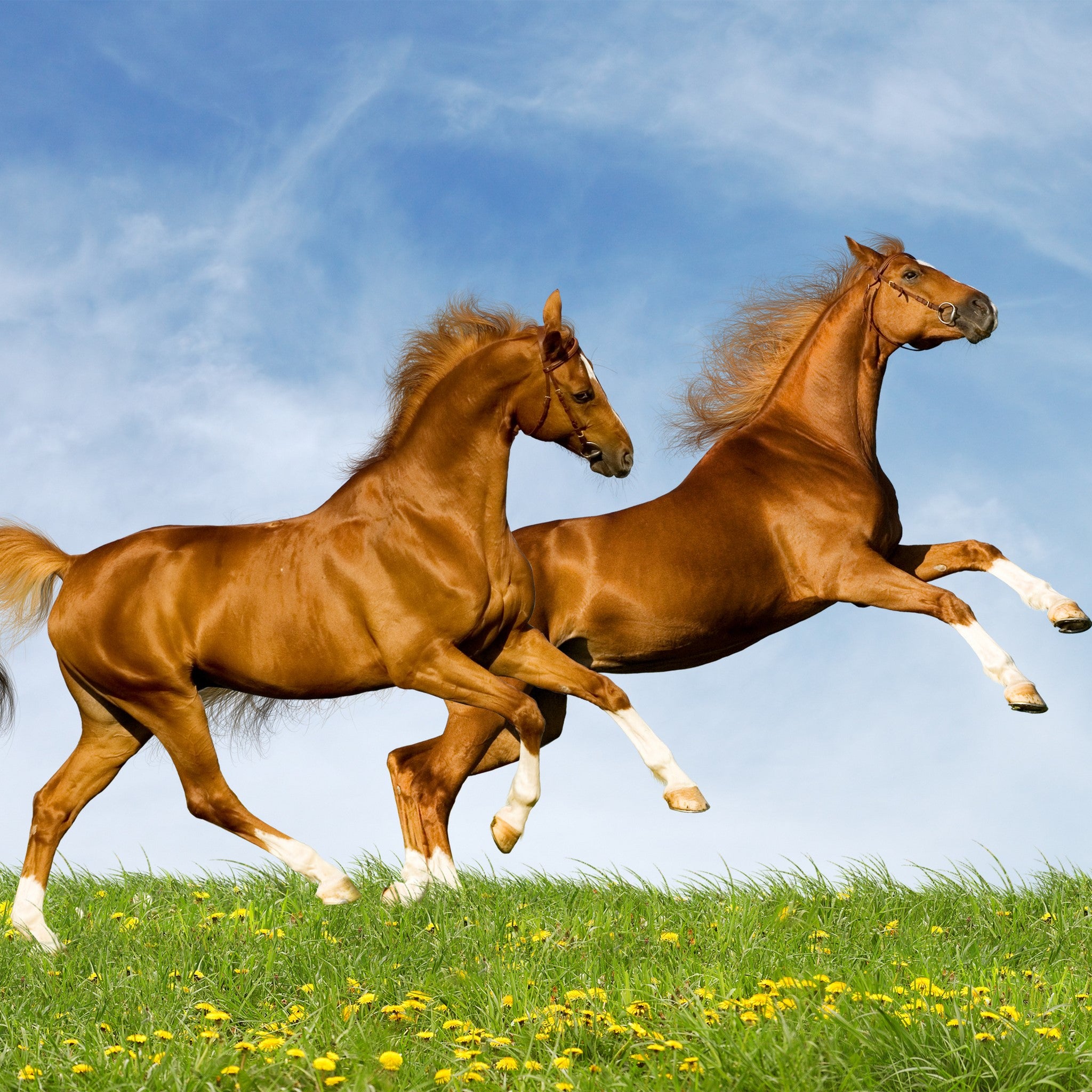 Hypochlorous Acid Solution for Veterinary and Animal Husbandry