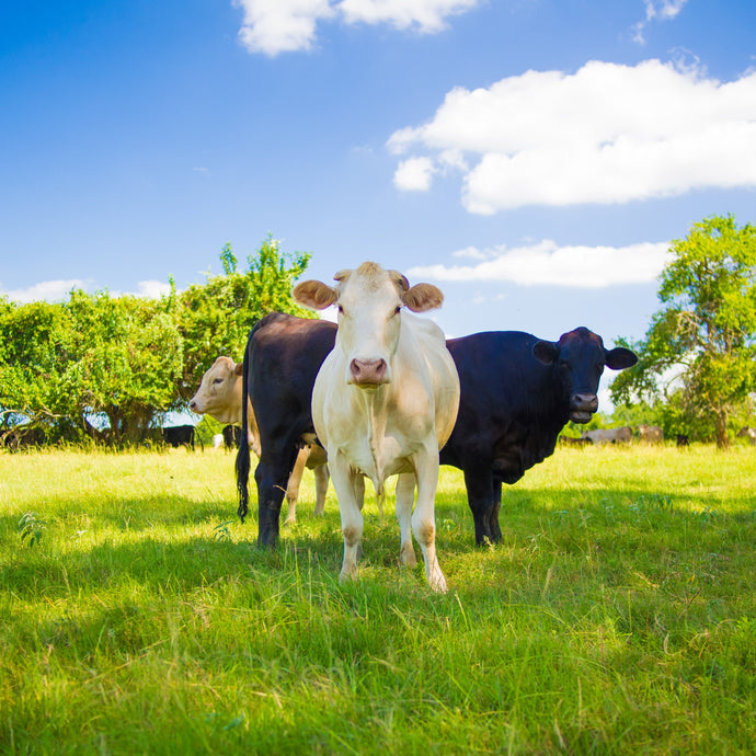 Managing External Parasites on your Livestock